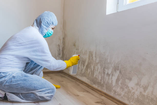 Licensed Basement Mold Remediation service in Lansdale, PA - WQB Mold Removal
