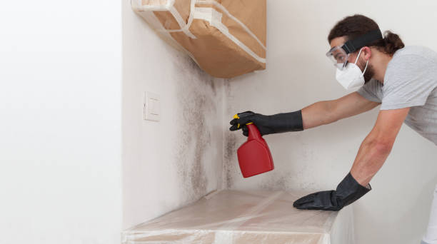 Professional Basement Mold Remediation technician working in Lansdale, PA